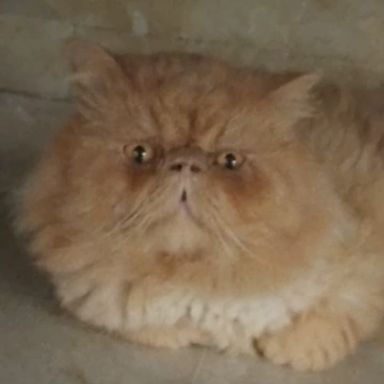 Shouryabhadana